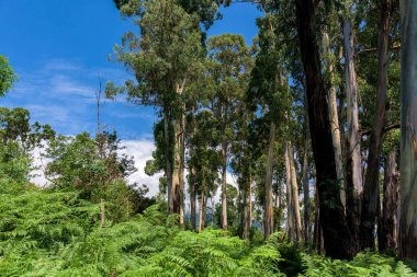 eucalyptus trees in nature. tall trees against a blue sky. tropical plant