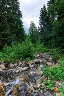 river in the mountains. Alpine meadows, fir forest