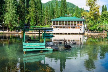 Göletli park. Mavi su. Sahilde palmiye ağaçları