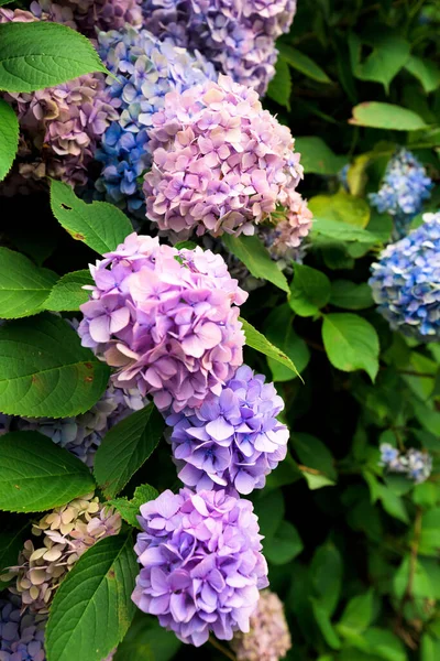 blue and pink hydrangea. close up
