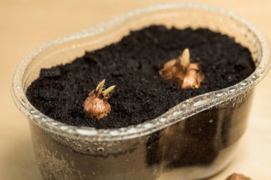 Evdeki bir kaseye tohum ekiyorum. Geleceğin çiçeği. Metin için boşluk. Sapına çiy damlaları düşer.