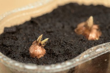 Kesikleri toprağa dikmek, geleceğin çiçeğinin ampulü.