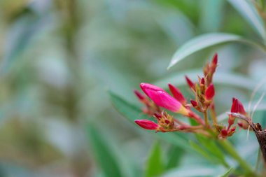 Karadağ 'ın güneyinde yazın çiçek açan tropik ağaçlar. kırmızı çiçek