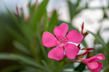 Karadağ 'ın güneyinde yazın çiçek açan tropik ağaçlar. kırmızı çiçek