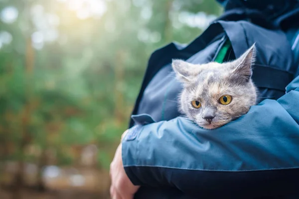 a cat in a backpack sits at the man . walk with your pet in the woods. cat traveler and tourist