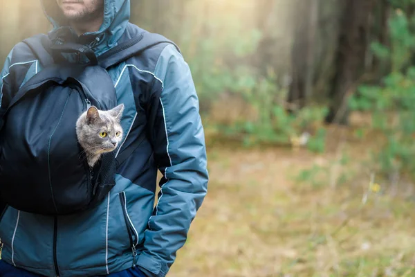 a cat in a backpack sits at the man . walk with your pet in the woods. cat traveler and tourist