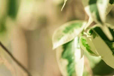 İncir yaprakları güneşte şeffaftır. Fabrikanın yakınına. Metin için boşluk. arkaplan