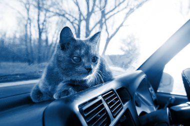 Arabadaki paneldeki kedi güneş tarafından aydınlatılır. Kedi gezgini ve turist. 2020 yılının klasik mavi rengi. Metin için boşluk. arkaplan