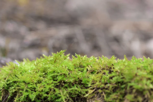 Erimiş kardan yosun yaprakları görülebilir. Baharda kar altında yeşil çimenler. arkaplan resmi. bahar sıcaklığı