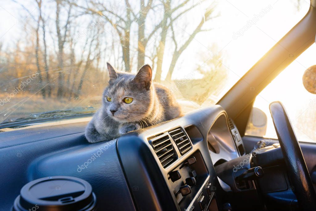 the cat on the panel in the car is illuminated by the sun. cat traveler and tourist. space for text. background