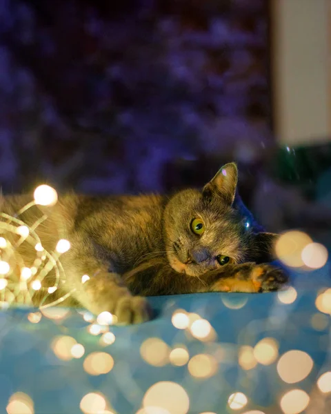 Bir kedi kanepede Noel ışıklarıyla oynuyor. Kış tatili En sevdiğim hayvan. Yeni Yıl Bokeh — Stok fotoğraf