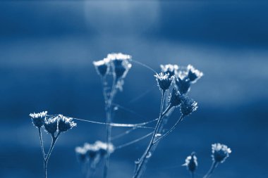 Bulanık bir arkaplanda çiçeklerin soyut fotoğrafı. 2020 yılı için klasik mavi renk. .