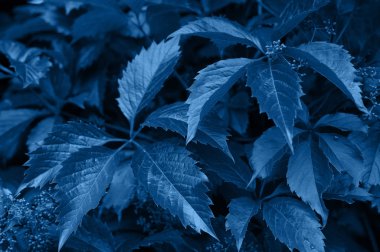 Yaprakların dokusu. arkaplan resmi. Klasik mavi 2020. Arka plan resmi. Metin için boşluk