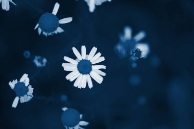 Yeşil çimlerin arka planında papatya çayı. Kapat. 2020 yılında klasik mavi Pantone rengi.