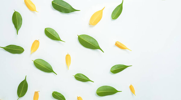 green and yellow leaves isolated on a white background. the spring theme. composition top view, layout . flat lay
