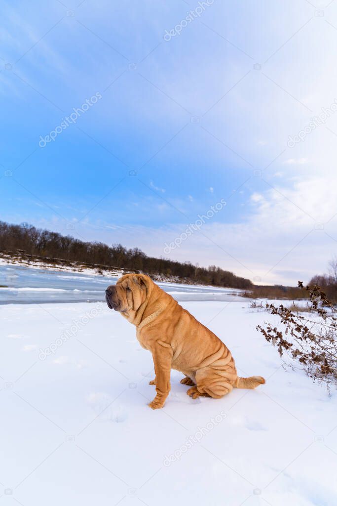 Shar Pei dog in the winter forest in nature. walking on a Sunny day.
