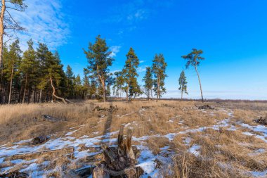 İlkbaharda güneşin aydınlattığı ormanın manzarası. Çam ormanı ve mavi gökyüzü. Vahşi yaşam, ormansızlaşma.
