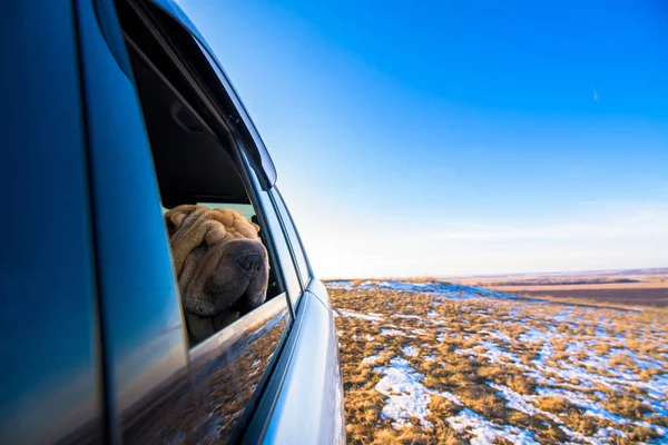 Собака Шар Пей Сидить Задньому Сидінні Машини Дивиться Вікно Червоний — стокове фото