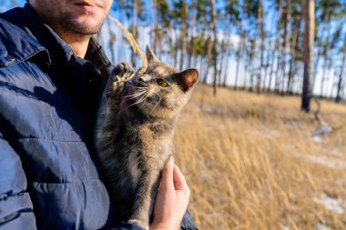 Bir adamın elindeki kedi, doğadaki bir ot dalıyla oynar. Evcil hayvanınla ormanda yürü. Ormandaki vahşi yaşam. Metin için boşluk. Hayvanlarla ilgilenin..