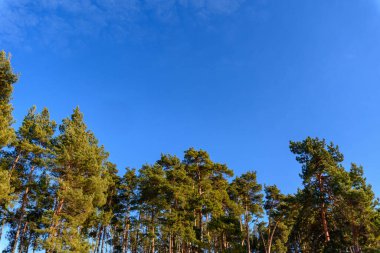 Mavi gökyüzüne karşı bir çam ormanının manzarası. afiş için fotoğraf, metin için yer.