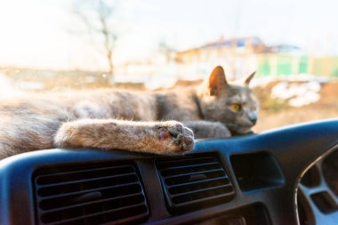 Kırmızı kedi arabayla seyahat eder, arabanın camından dışarı bakar, panele uzanır. Mutlu bir evcil hayvan arabada rahat bir şekilde dinleniyor. Metin için boşluk. Kürklü bir kedinin pençesine yakın çekim.