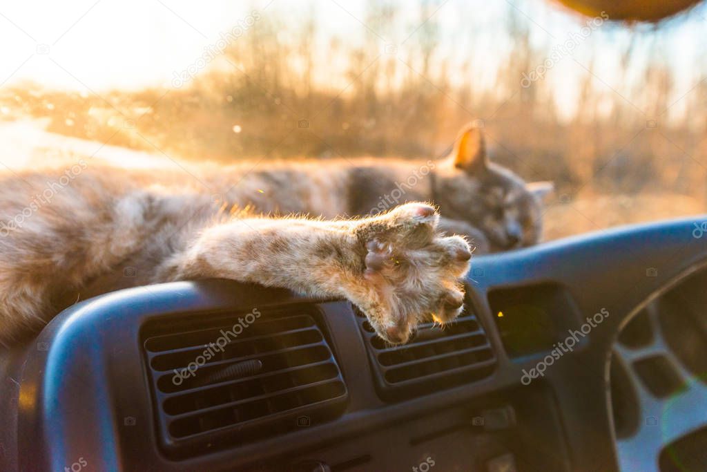 red cat travels by car, looks out the window of the car, lies on the panel. a happy pet is resting comfortably in a car. space for text . close-up of a furry cat's paw.