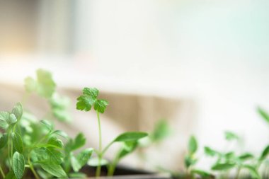 Odadaki pencere eşiğinde genç yeşil maydanoz fideleri. Kapat. Metin için boşluk. makro.