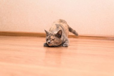 Mart ayında bir kedinin erkek bir kediye ihtiyacı vardır. Mırıldanıyor, yerde yatıyor ve erkeği çağırıyor. Kedilerin ergenliği