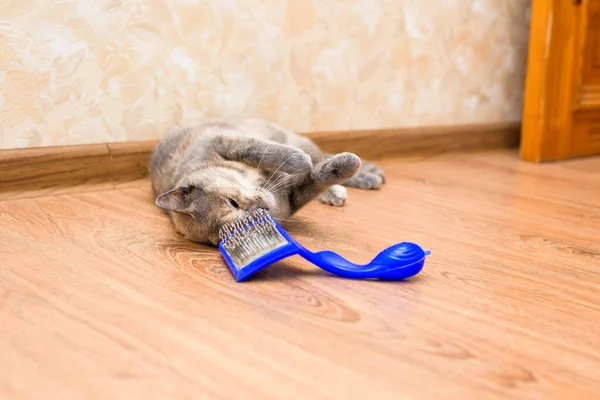 comb for cats from wool. pet care at home. caring for the purity of cat hair. blue hairbrush with wool. the cat is caressing the comb.