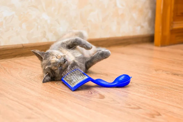 comb for cats from wool. pet care at home. caring for the purity of cat hair. blue hairbrush with wool. the cat is caressing the comb.