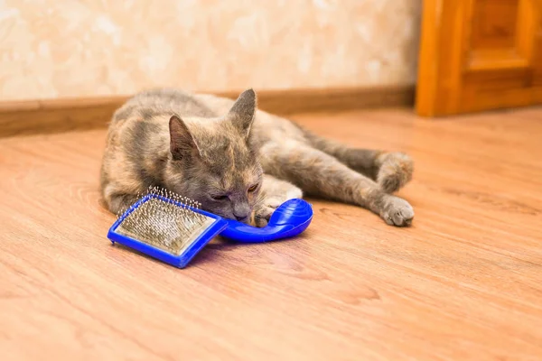 comb for cats from wool. pet care at home. caring for the purity of cat hair. blue comb with wool. the cat is lying next to the comb.
