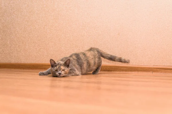 Gato Março Requer Gato Macho Ronronando Deitado Chão Pedindo Macho — Fotografia de Stock