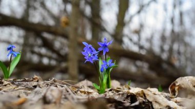 Ormanda bahar kardamlaları mavidir. Rüzgarda hareket eden çiçeklerin yakın çekimi. Baharın başı. Çan çiçekleri. yüksek kaliteli video