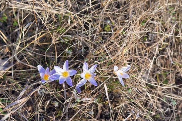 Vad Crocus Természetben Kora Tavasszal Kék Virágok Narancssárga Tűzzáporral Fűszersáfrány — Stock Fotó