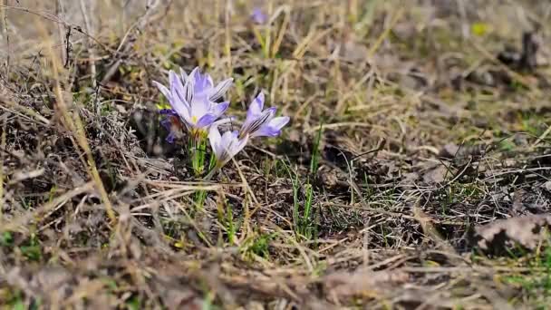 Wild purple crocuses in a field in nature in early spring in March. close up. flowers move in the wind in Sunny weather — Stock Video