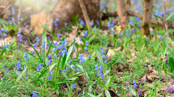 Die ersten Frühlingsblumen im Wald. blaue Schneeglöckchen bei Sonnenuntergang. Raum für Text. Blumenpanorama, Foto für Banner — Stockfoto