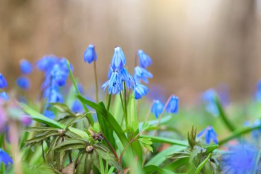 İlkbaharda, güneşli havada ormanda ilk çiçek açan bitkiler kar damlaları. Mavi çiçekler güneşe karşı kapanır