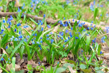 İlkbaharın manzarası. Güneşli bir havada ormanda ilk çiçek açan kar damlaları. Mavi çiçekler güneşe karşı kapanır