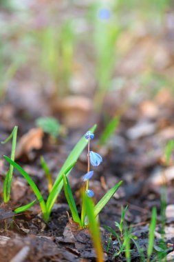 İlkbahar güneşli havada ormanda ilk açan kardamlaları. Mavi çiçekler yakın plan. Metin için boşluk