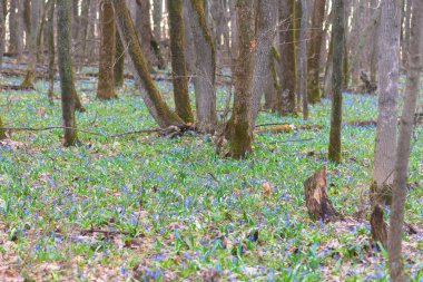 İlkbaharda yol boyunca ormandaki ilk çiçek kardelenleri. Mart 'ta çiçek açan çayırların manzarası
