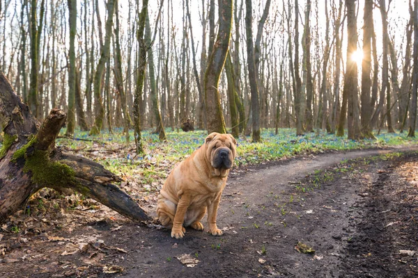 Sharpei Cane Rosso Primavera Lussureggiante Foresta Vicino — Foto Stock