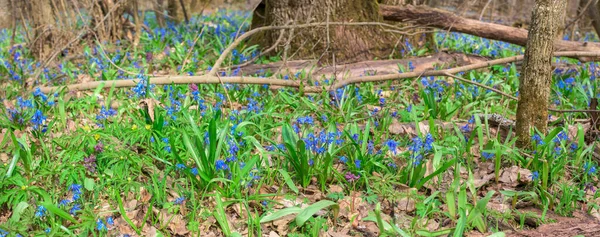 Panorama Des Chutes Neige Bleues Dans Forêt Printemps Avril Fleurs — Photo