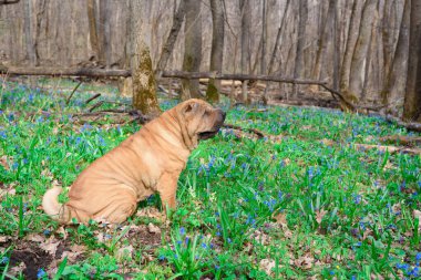 Keskin safkan kırmızı neşeli köpek bahar ormanında kameraya poz veriyor. evcil hayvanlara bakmak. Ormanda bir köpekle bahar yürüyüşü..