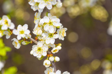 Mavi gökyüzüne karşı çiçek açan bahar ağacı. Beyaz kiraz çiçekleri güneş tarafından aydınlatılır.