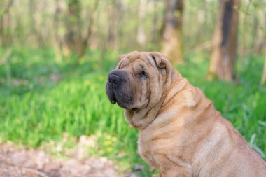 Keskin safkan kırmızı neşeli köpek bahar ormanında kameraya poz veriyor. evcil hayvanlara bakmak. Ormanda bir köpekle bahar yürüyüşü..