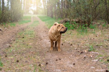 Keskin safkan kırmızı neşeli köpek bahar ormanında kameraya poz veriyor. evcil hayvanlara bakmak. Ormanda bir köpekle bahar yürüyüşü..