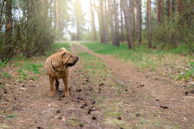 Keskin safkan kırmızı neşeli köpek bahar ormanında kameraya poz veriyor. evcil hayvanlara bakmak. Ormanda bir köpekle bahar yürüyüşü..