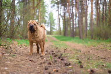Keskin safkan kırmızı neşeli köpek bahar ormanında kameraya poz veriyor. evcil hayvanlara bakmak. Ormanda bir köpekle bahar yürüyüşü..