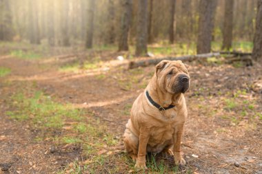 Keskin safkan kırmızı neşeli köpek bahar ormanında kameraya poz veriyor. evcil hayvanlara bakmak. Ormanda bir köpekle bahar yürüyüşü..