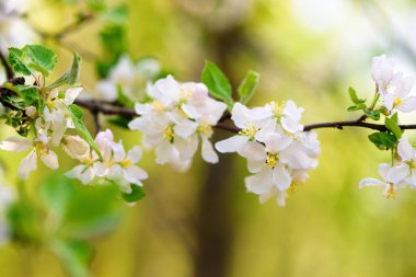 Mavi gökyüzüne karşı çiçek açan bahar ağacı. Beyaz kiraz çiçekleri güneş tarafından aydınlatılır.